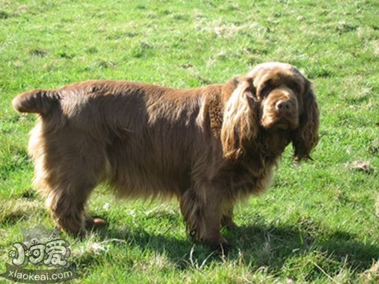 蘇塞克斯獵犬消化不良怎么辦 塞式獵犬消化不良治療方法