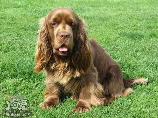 蘇塞克斯獵犬抽搐怎么辦 蘇塞克斯獵犬抽搐原因分析