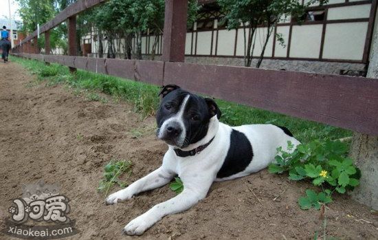斯塔福郡斗牛梗怎么養 美國斯塔福郡斗牛梗飼養心得1