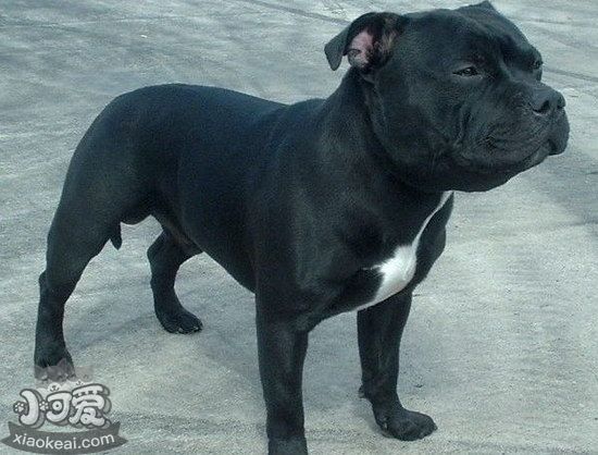 斯塔福郡斗牛梗感冒怎么辦 斯塔福郡斗牛梗感冒護(hù)理方法1