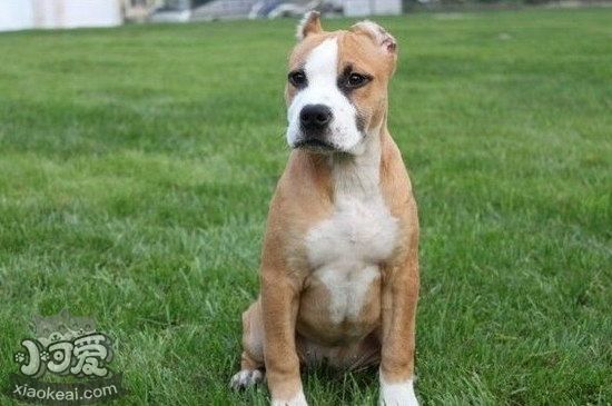 斯塔福郡斗牛梗耳朵怎么清潔 斯塔福郡斗牛梗耳朵護理方法1