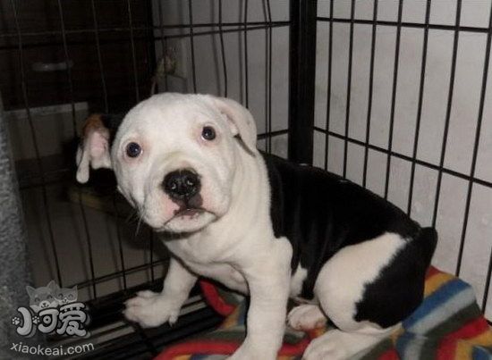 斯塔福郡斗牛梗亂吠叫怎么辦 斯塔福郡斗牛梗亂叫糾正方法1