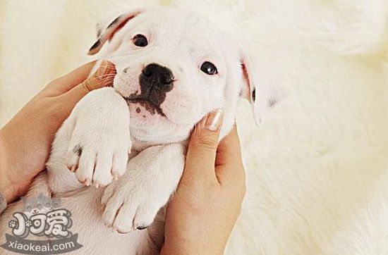 怎么訓練斯塔福郡斗牛梗裝死 斯塔福郡斗牛梗裝死訓練心得1