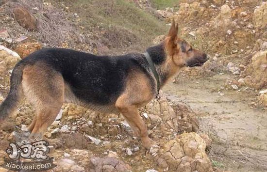 怎么給比利時特伏丹犬洗澡 比利時特伏丹犬洗澡教程