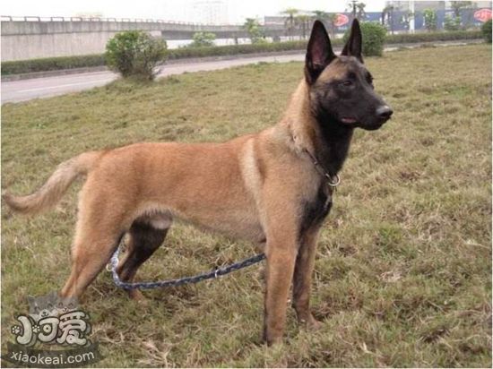 比利時(shí)特伏丹犬怎么剪指甲 比利時(shí)特伏丹犬剪指甲方法