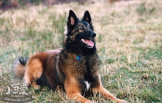 比利時特伏丹犬扭傷怎么辦