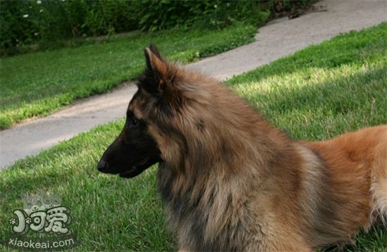 比利時(shí)特伏丹犬怎么訓(xùn)練接飛盤 接飛盤訓(xùn)練方法