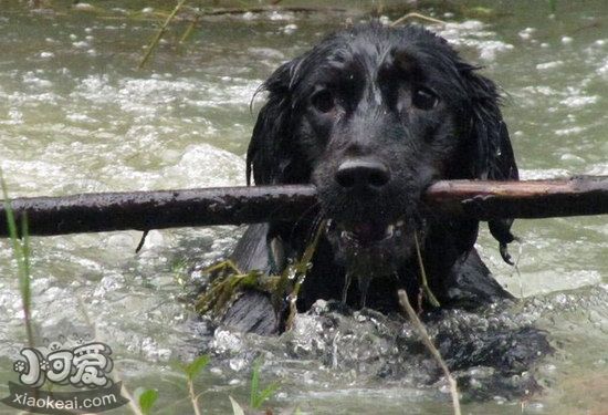 平毛尋回犬白內(nèi)障癥狀是什么 平毛尋回獵犬白內(nèi)障治療方法1