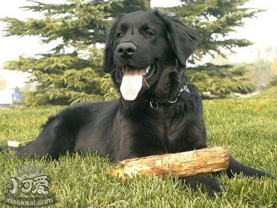 平毛尋回獵犬扁桃體發(fā)炎怎么治療方法1