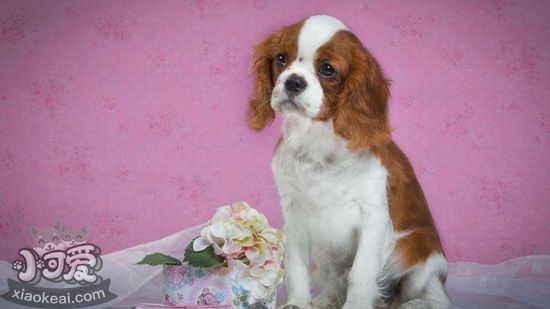 西班牙小獵犬得了心絲蟲病怎么辦