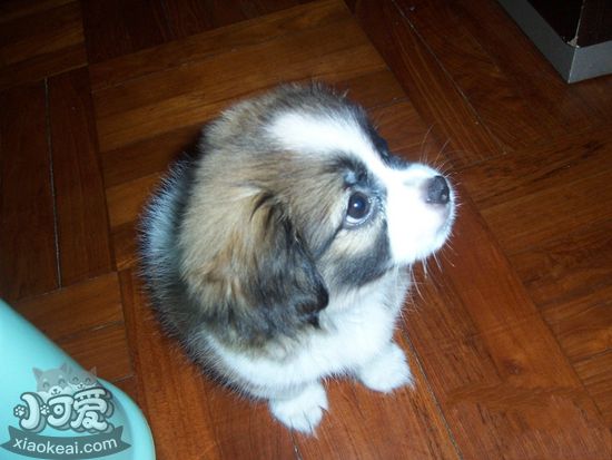 英國玩具獵鷸犬咳血怎么回事 咳血原因及治療方法