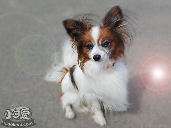 英國(guó)玩具獵鷸犬得了蕁麻疹怎么辦