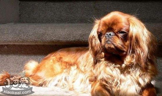 英國玩具獵鷸犬訓練要注意什么