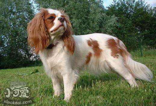 怎么訓練英國玩具獵鷸犬不怕水