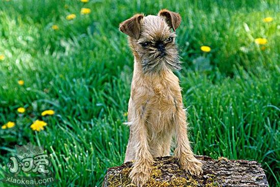 怎么訓練布魯塞爾格里芬犬不亂叫