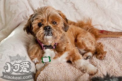 布魯塞爾格里芬犬牙齒如何護理