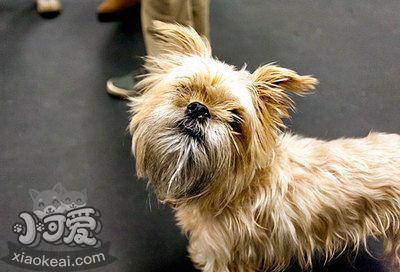 布魯塞爾格里芬犬咳嗽怎么回事