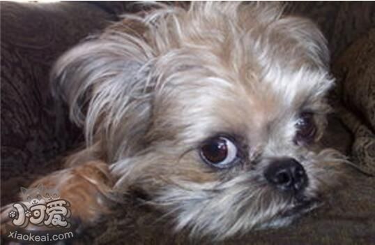 被布魯塞爾格里芬犬咬傷怎么處理