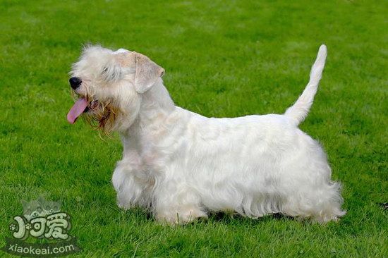 錫利哈姆梗怎么驅(qū)蟲 錫利哈姆梗寄生蟲預(yù)防方法1