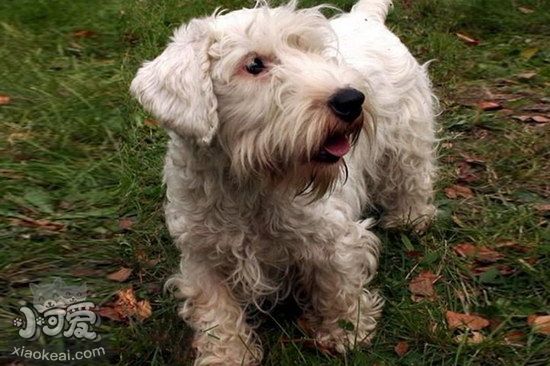 怎么訓練錫利哈姆梗站立 錫利哈姆梗站立訓練心得1