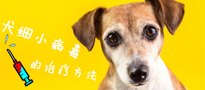 犬細(xì)小病毒的治療方法