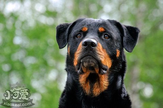 羅威納犬厭食怎么辦 羅威納犬厭食解決辦法