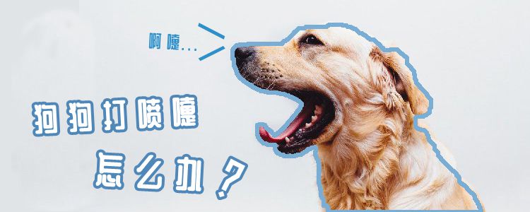 狗狗打噴嚏怎么辦