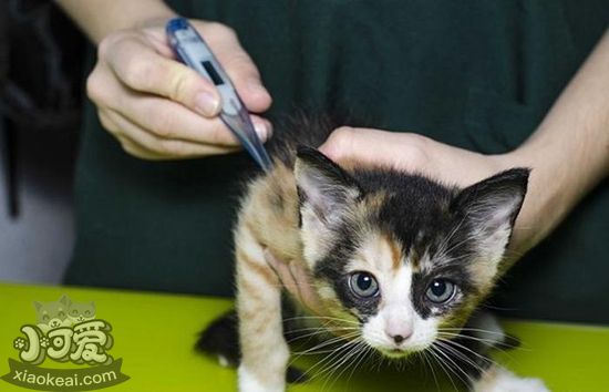 怎么給貓量體溫 貓咪量體溫方法
