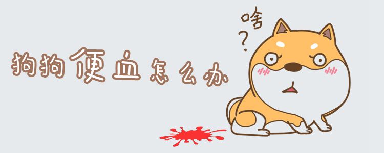 狗狗便血怎么辦