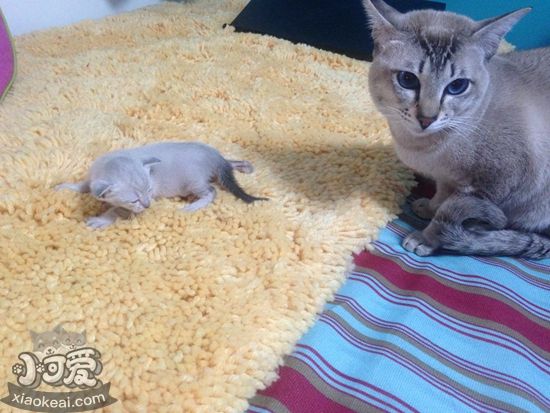 貓咪產后抑郁有什么癥狀 貓咪產后抑郁癥狀介紹