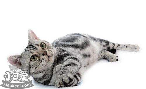 貓懷孕幾個月生產 貓咪懷孕時間