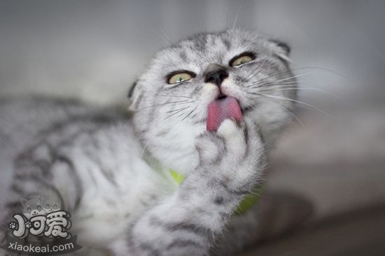 蘇格蘭折耳貓產后缺鈣怎么辦 折耳貓產后缺鈣解決辦法