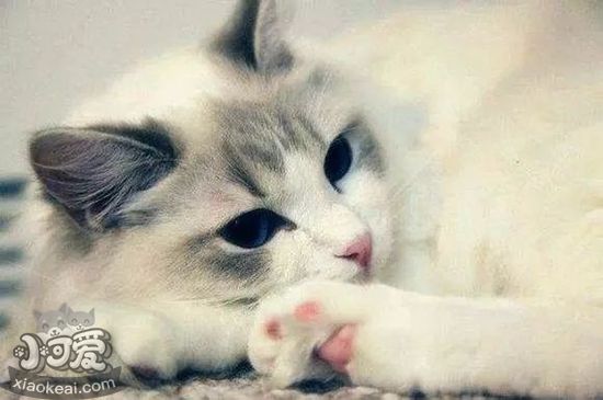 襤褸貓多大可以生小貓 襤褸貓適孕時間