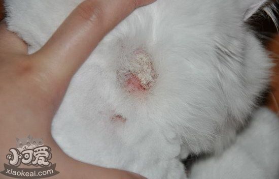 貓貓皮膚病怎么治療5