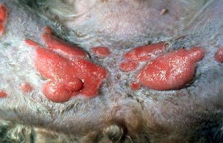 貓貓皮膚病怎么治療9