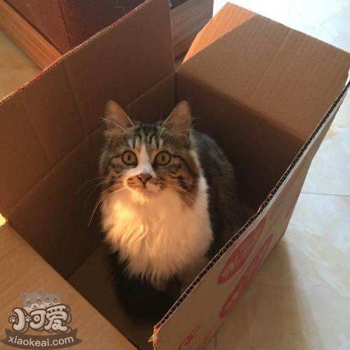 襤褸貓假孕是怎么回事 襤褸貓假孕原因分析