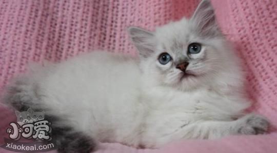 襤褸貓生產(chǎn)前要準備哪些東西