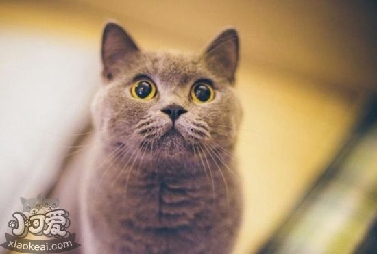 如何幫助英國短毛貓接生 英國短毛貓接生注意事項(xiàng)