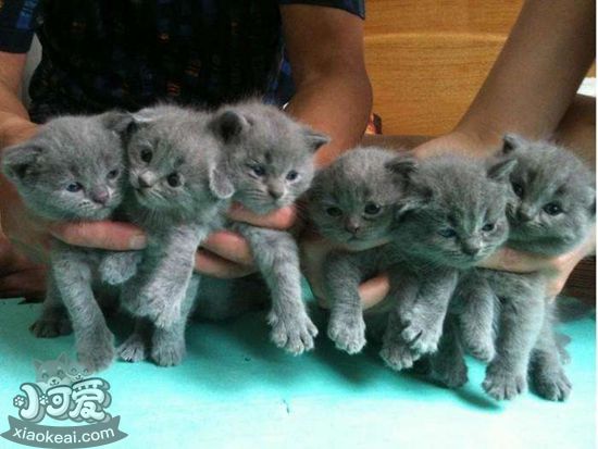 英國短毛貓分娩前要準備什么 分娩前準備事項