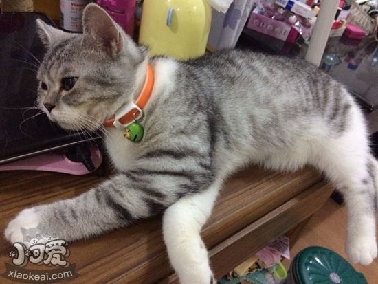 英國短毛貓懷孕要注意什么 英國短毛貓孕期注意事項