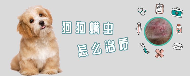 狗狗螨蟲怎么治療