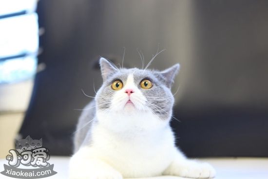 英國短毛貓要絕育嗎 絕育有什么好處嗎