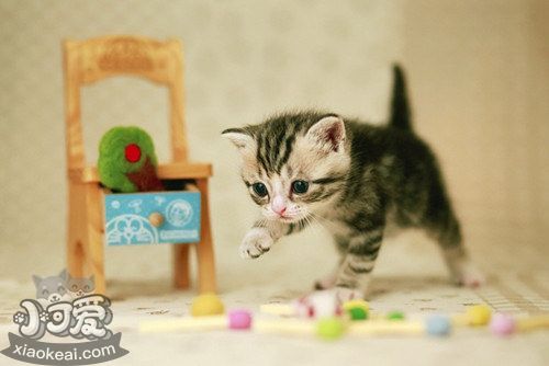 茶杯貓產后嘔吐怎么回事 茶杯貓生產后嘔吐原因介紹