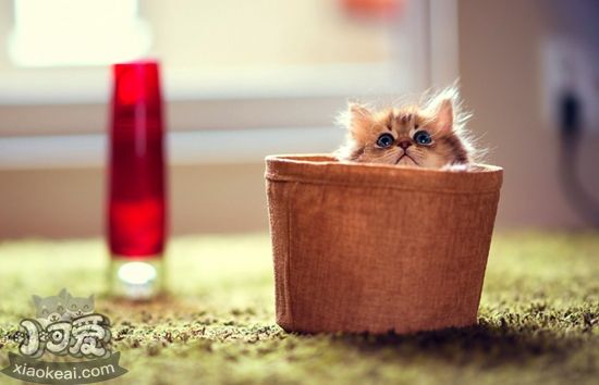 茶杯貓懷孕有什么前兆 茶杯貓懷孕前兆介紹