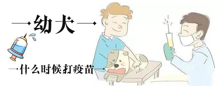 幼犬什么時候打疫苗