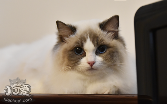 布偶貓產后怎么催乳 產后催乳四方法