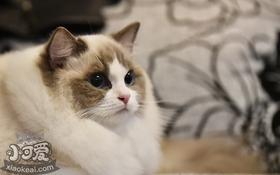 怎么給布偶貓接生 布偶貓接生知識介紹