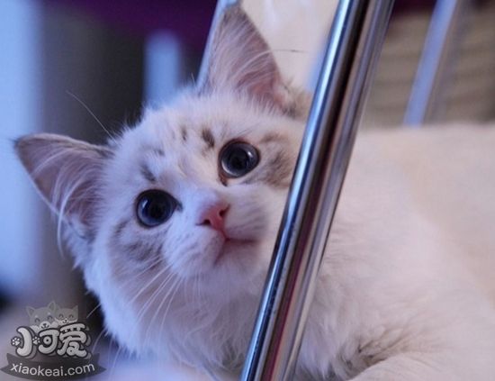 布偶貓懷孕要注意什么 布偶貓懷孕注意事項