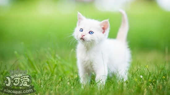 波斯貓產后不吃飯怎么辦 波斯貓產后不吃飯解決辦法