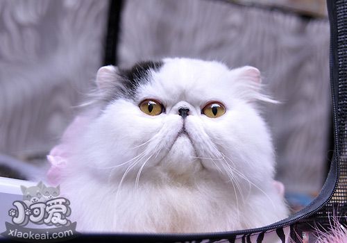 波斯貓孕期時間怎么計算 波斯貓孕期計算方法